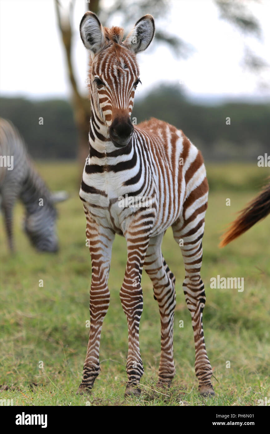 Lake Naivasha National Park High Resolution Stock Photography And Images Alamy