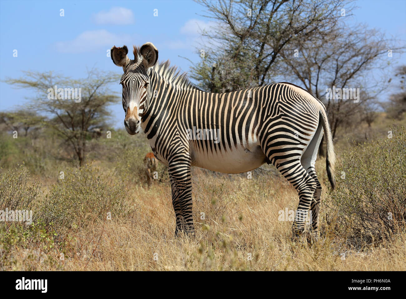 a grevy's zebra at samburu national game park Stock Photo