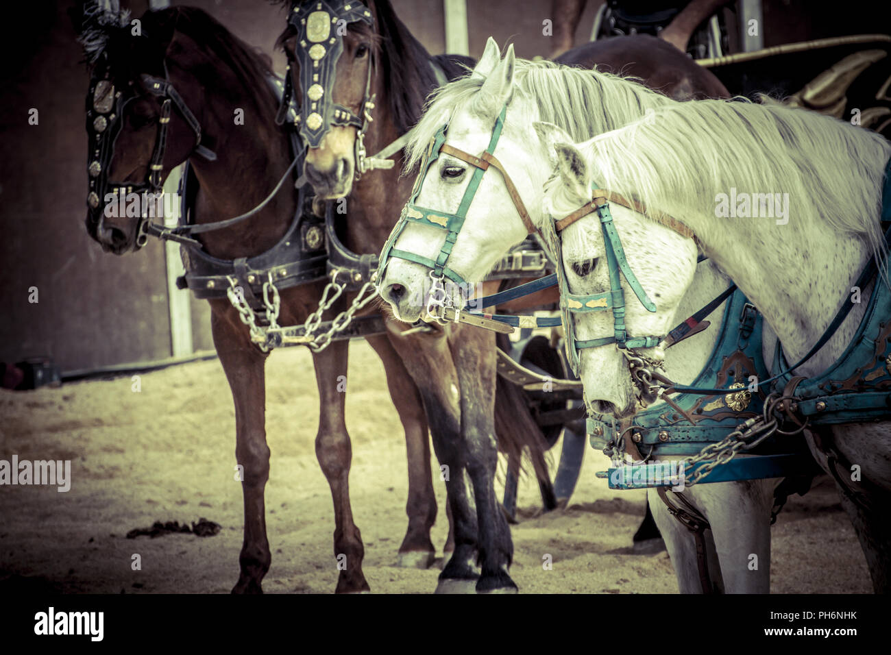 Roman chariot in a fight of gladiators, bloody circus Stock Photo