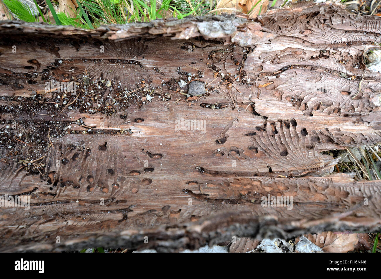 bark beetle Stock Photo