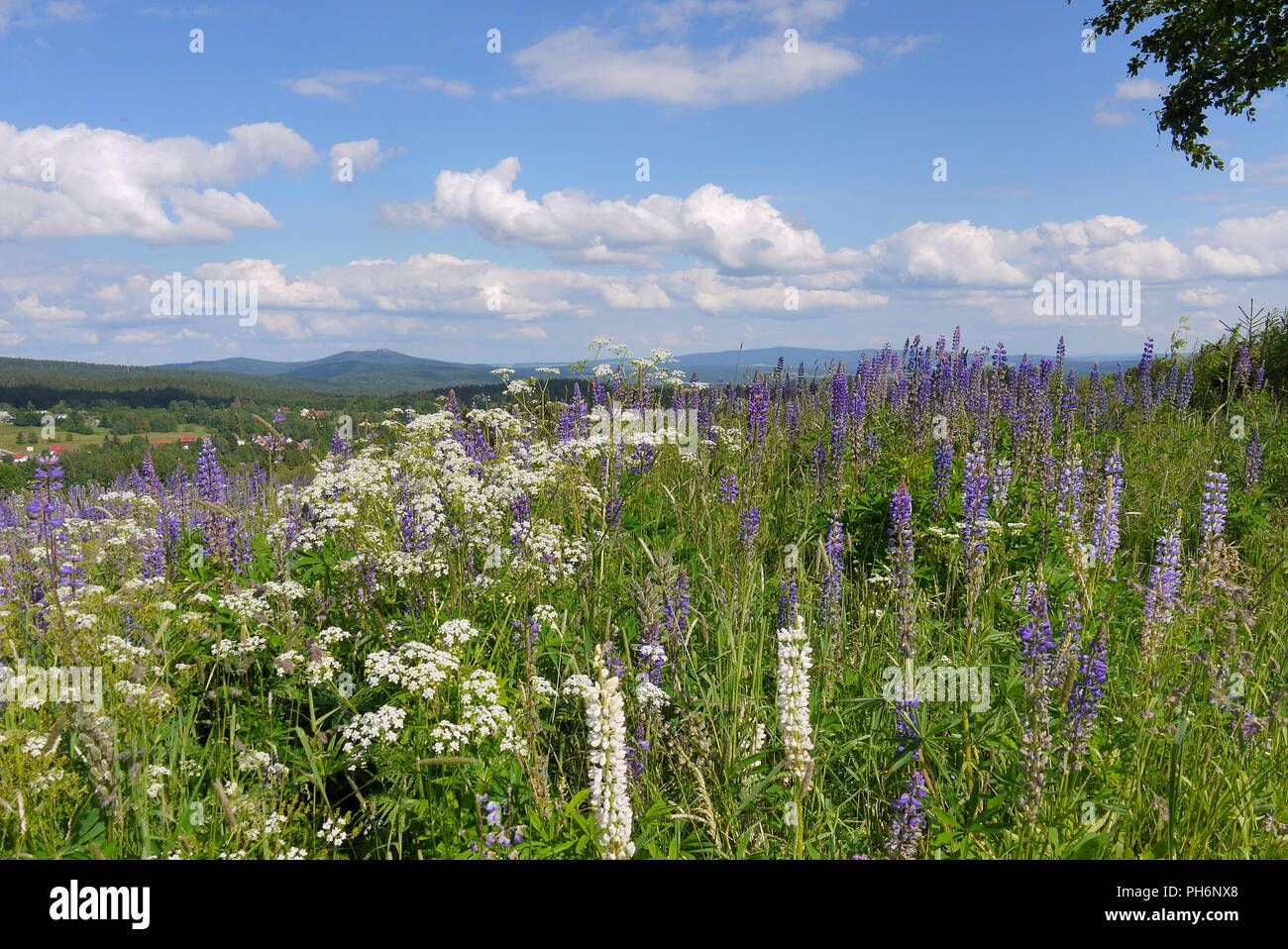 Summer flower bouquet hi-res stock photography and images - Alamy