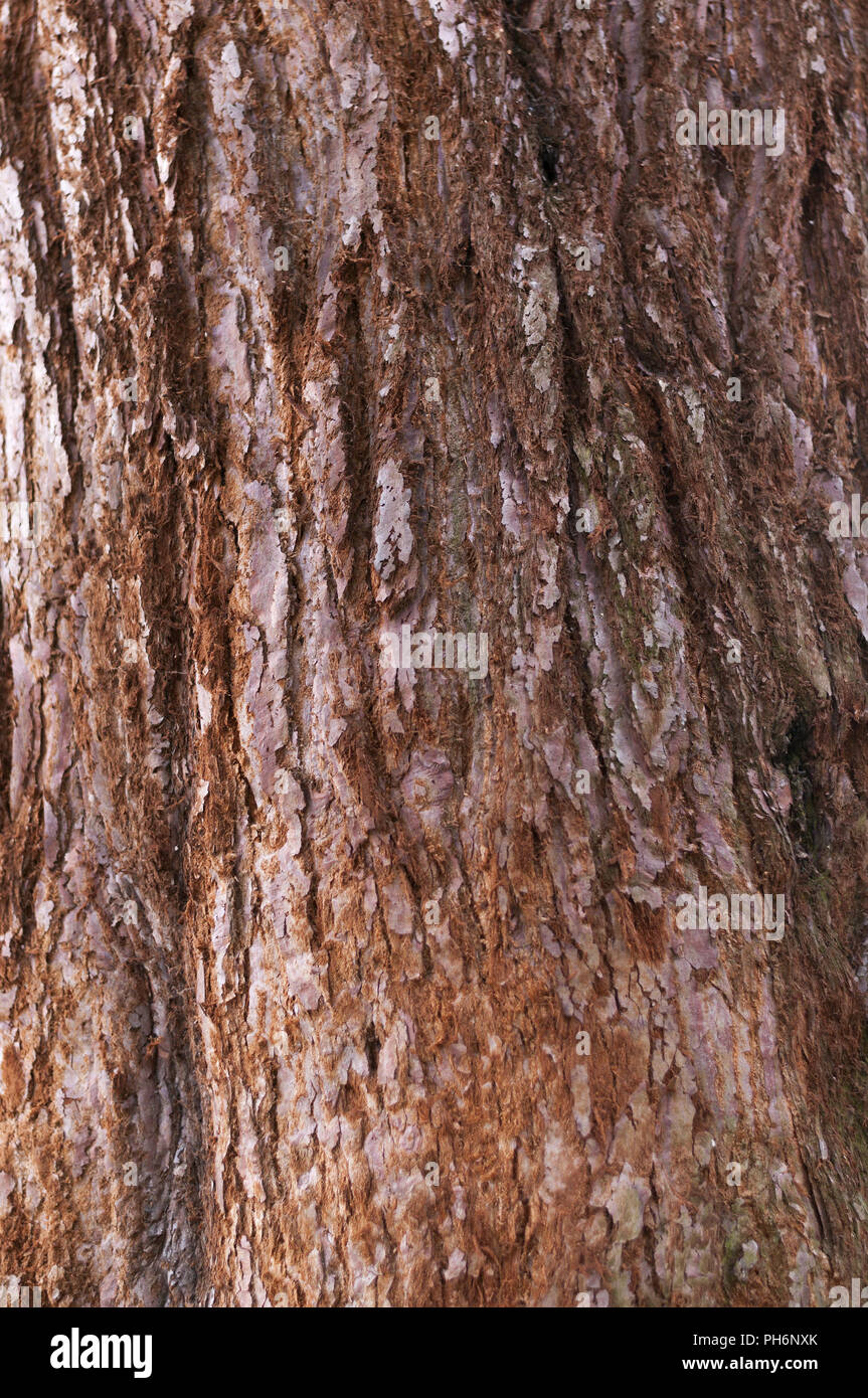 Abstract background from the bark of a sequoia tree. Stock Photo