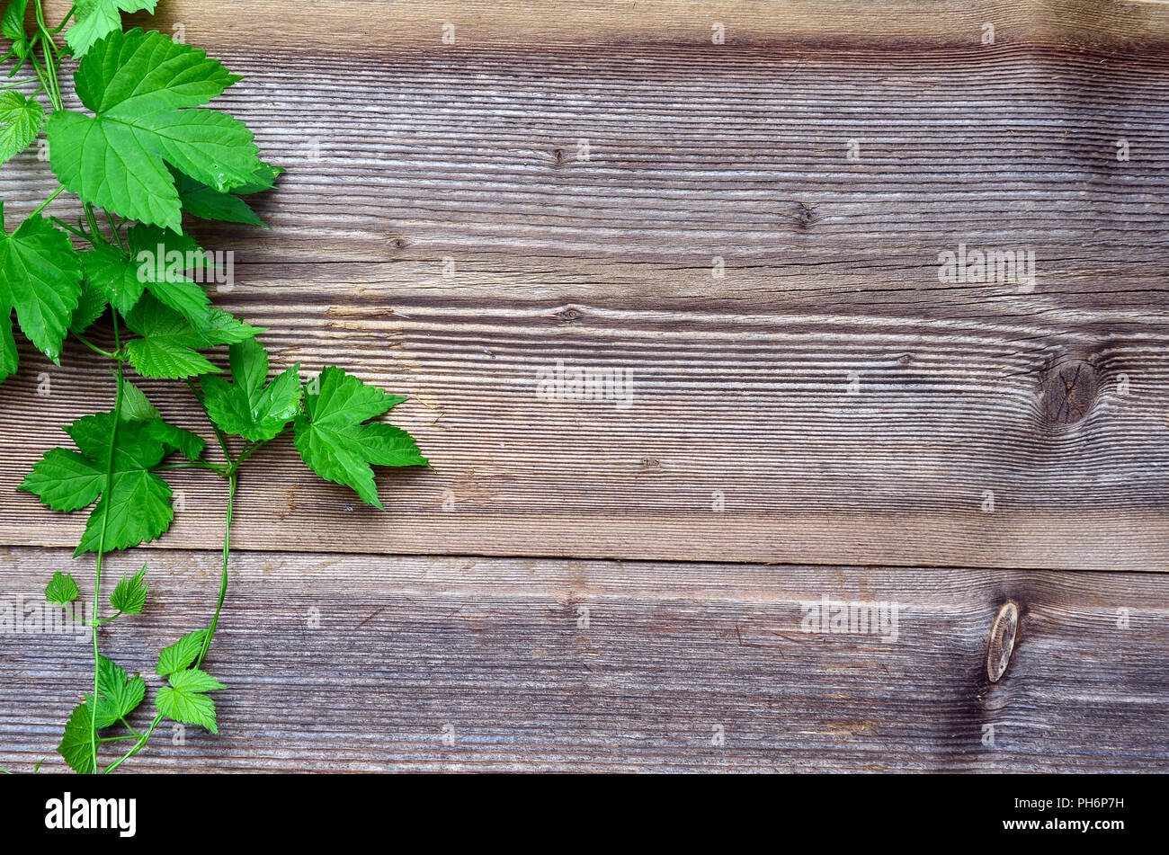 Herbal background hi-res stock photography and images - Alamy