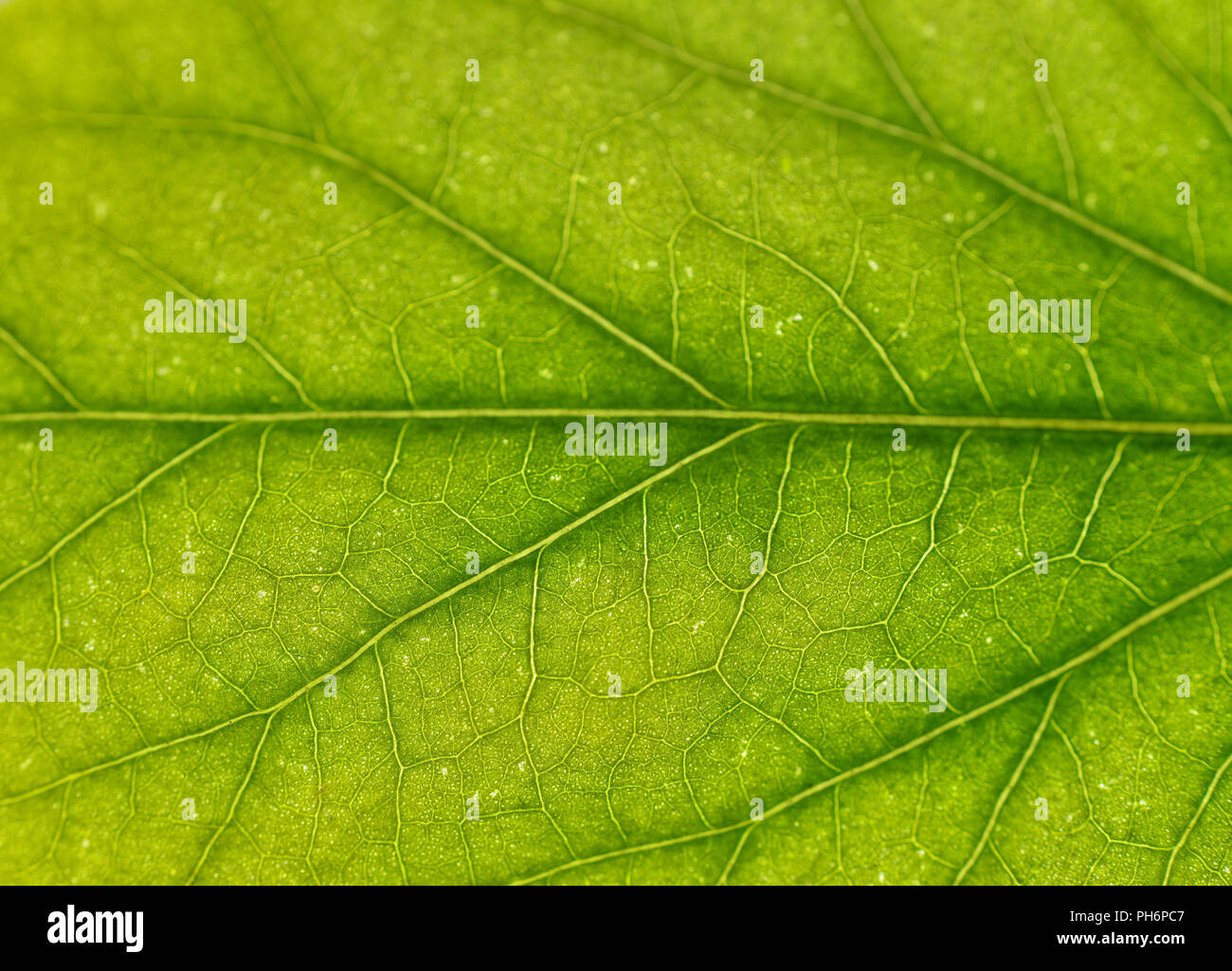 green leaf background macro Stock Photo - Alamy