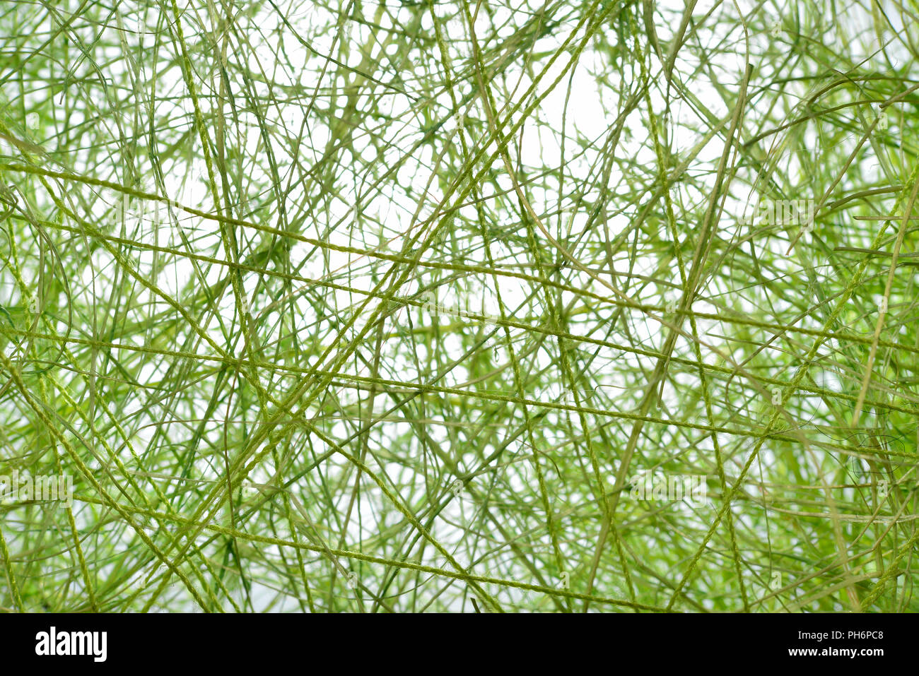 green leaf background macro Stock Photo - Alamy