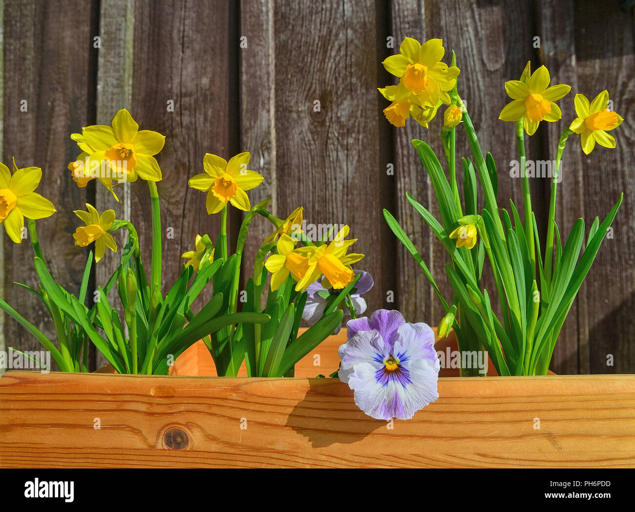 Spring planting garden wood Stock Photo Alamy