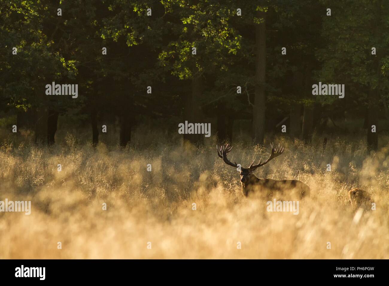 Male red deer with huge antlers during mating season in the early