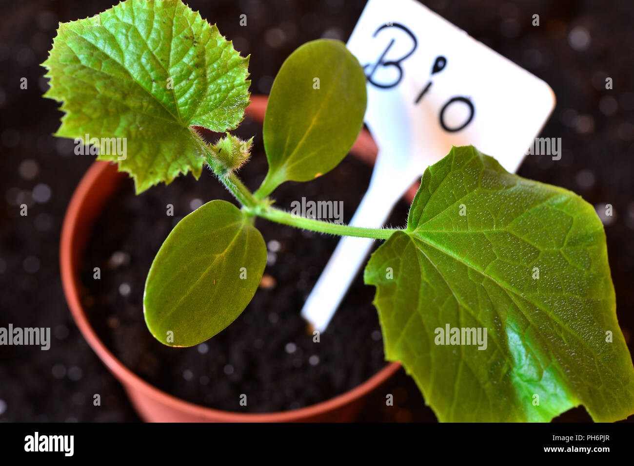 Gardener plants BIO Stock Photo