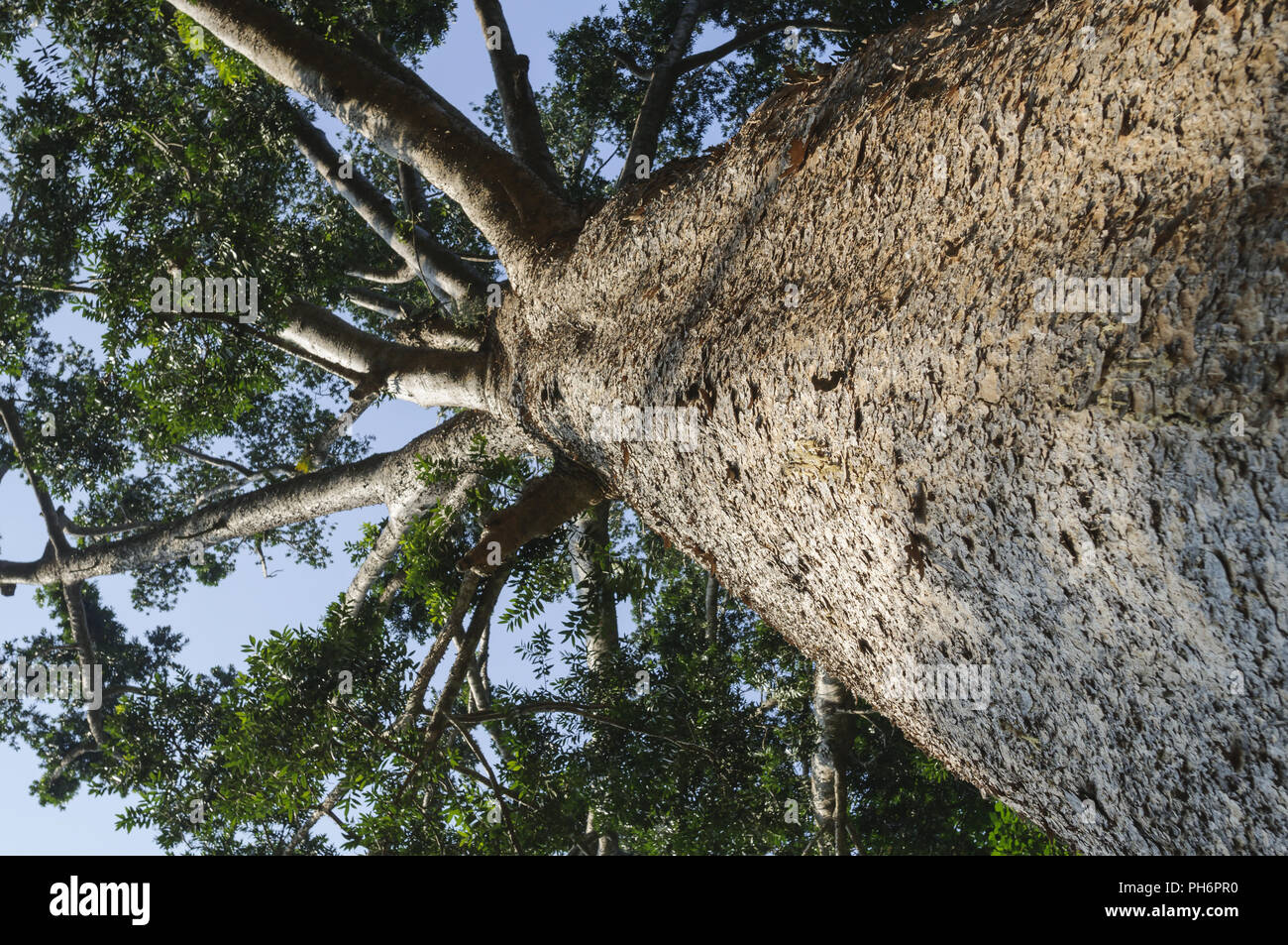 Kauri tree, Agathis australis Stock Photo