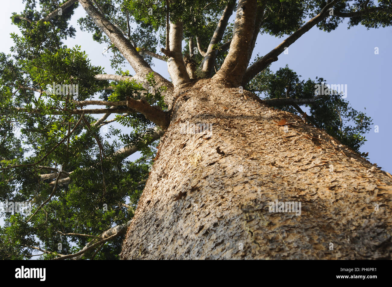 Kauri tree, Agathis australis Stock Photo