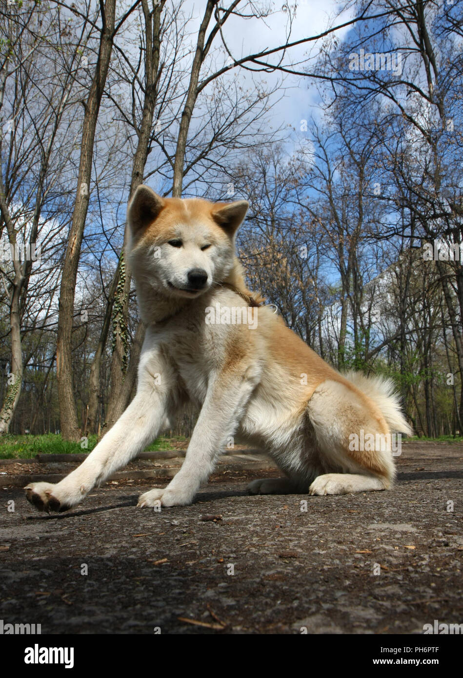Japanese akita inu dogs hi-res stock photography and images - Alamy