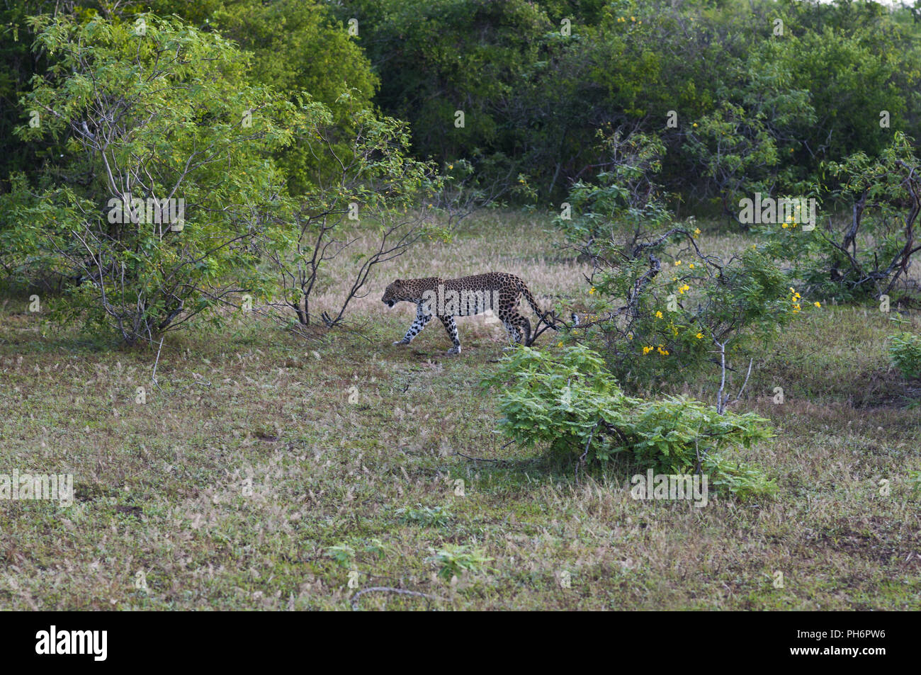Leopard in Yala National Park, Sri Lanka. Stock Photo