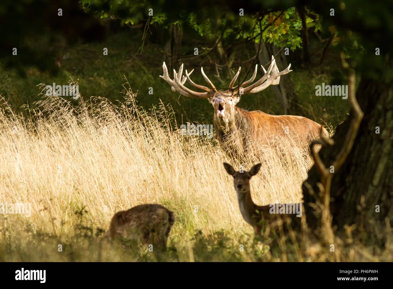 Male red deer with huge antlers during mating season in the early