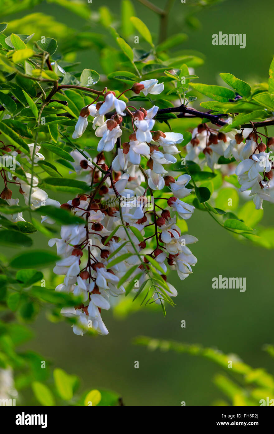 Acacia False Tree Flower, also known as the Pan and Quesillo tree Stock Photo