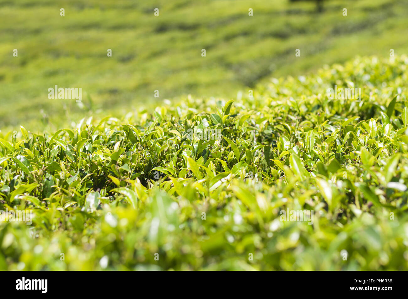 Tea estate, camellia sinensis Stock Photo Alamy