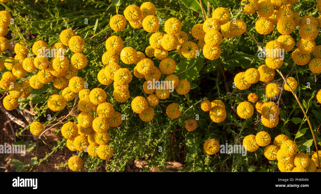 Santolina chamaecyparissus, traditional wild medicinal plant with yellow flowers Stock Photo