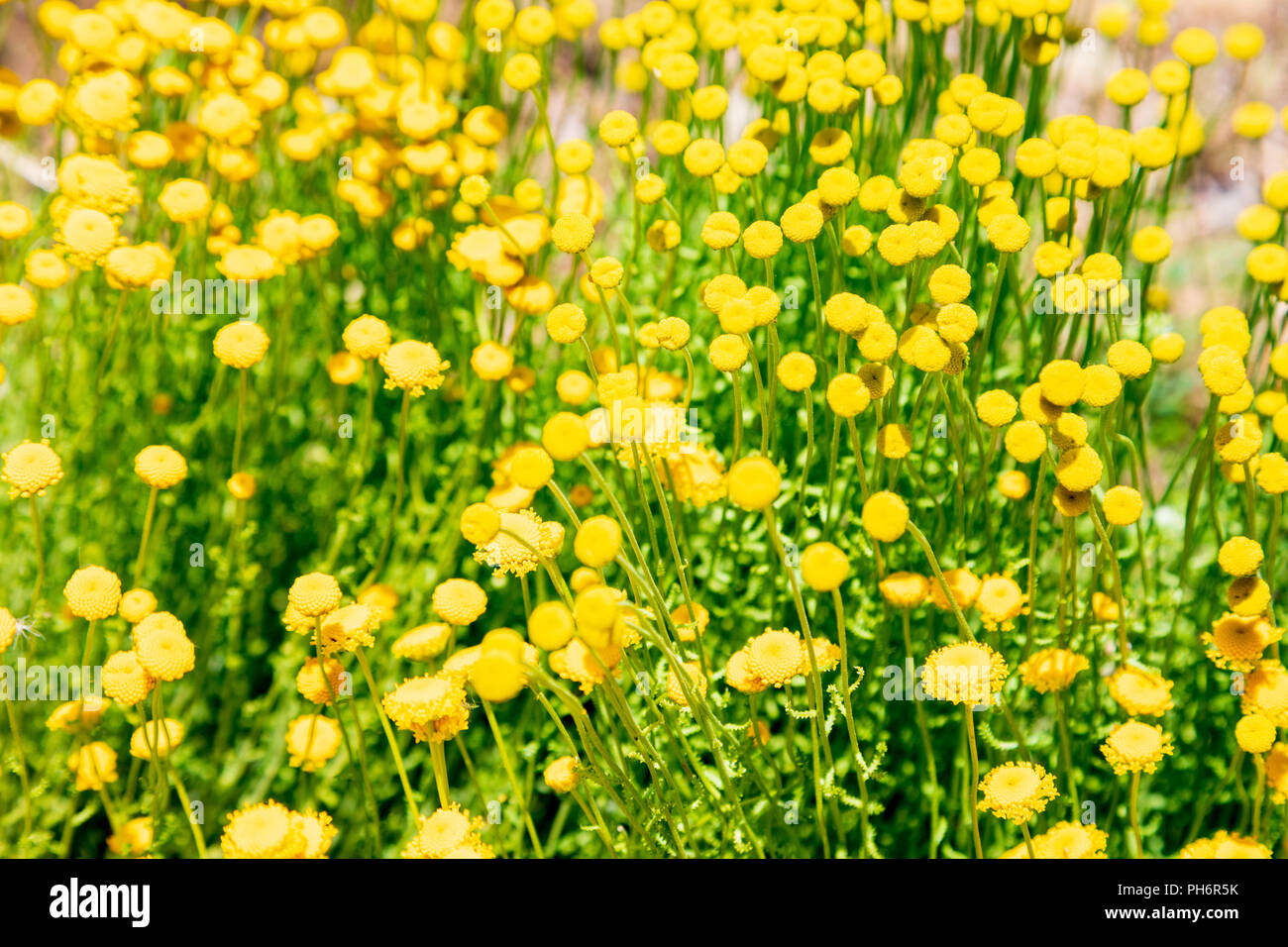 Santolina chamaecyparissus, traditional wild medicinal plant with yellow flowers Stock Photo