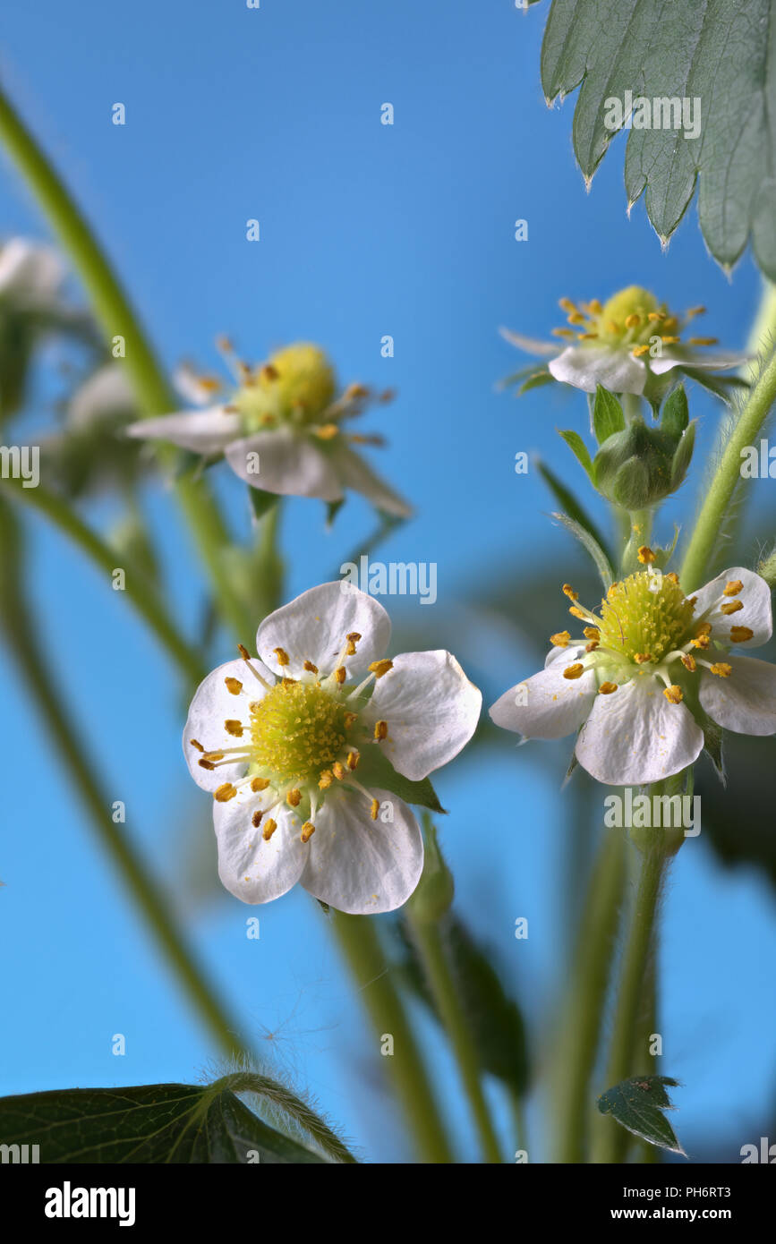 Fragaria × ananassa, Garden Strawberry, Flowering Stock Photo
