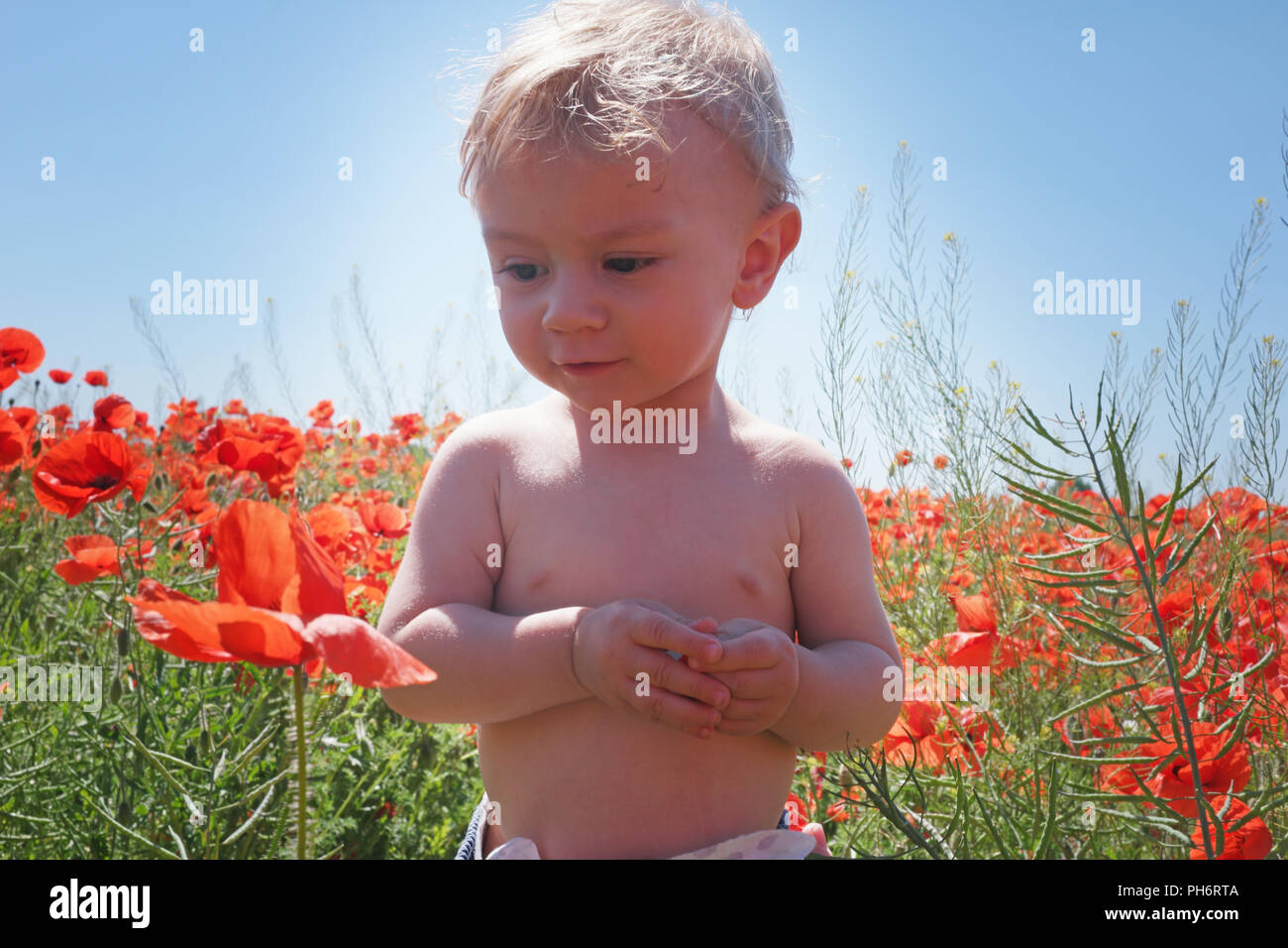 little baby boy posing on poppy fields Stock Photo