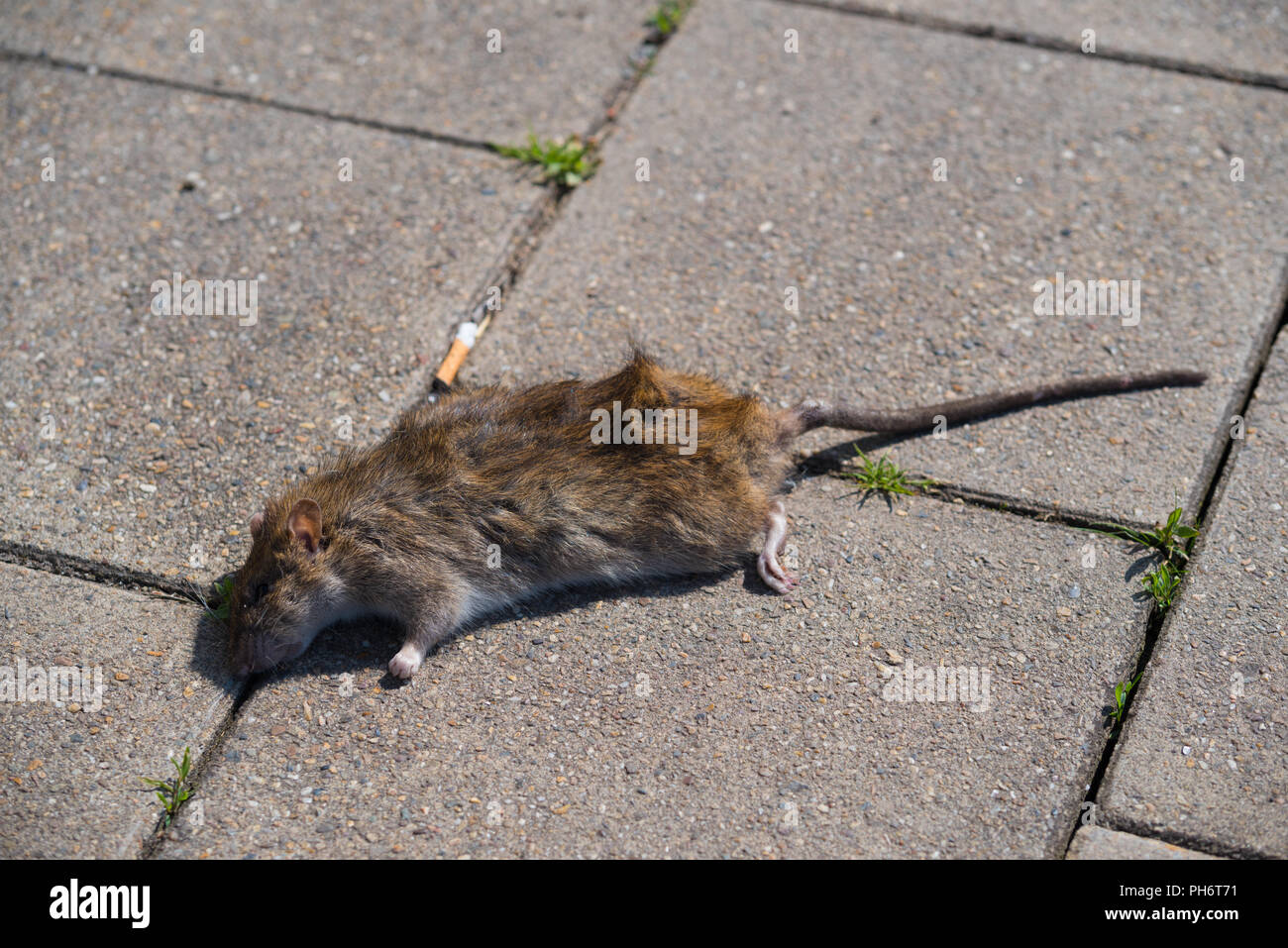 Closeup Of A Dead Rat On A Sidewalk Stock Photo - Alamy