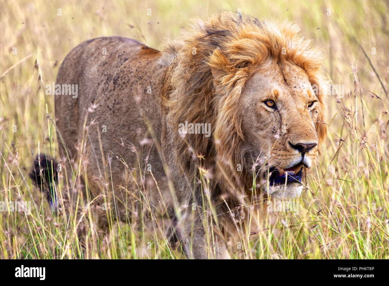 Masai hunter and lion hi-res stock photography and images - Alamy