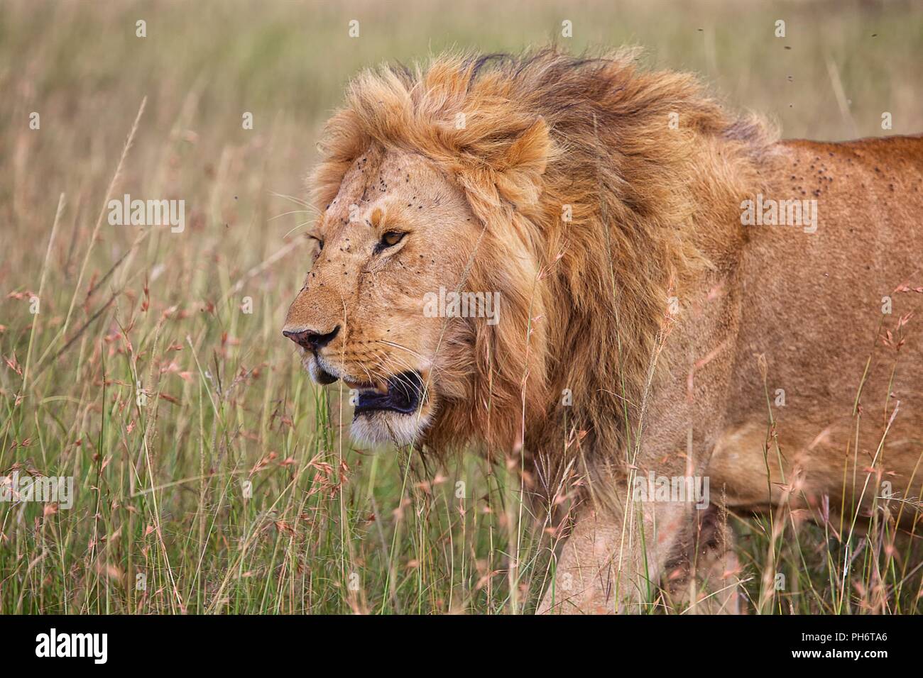 Mara lion hi-res stock photography and images - Alamy