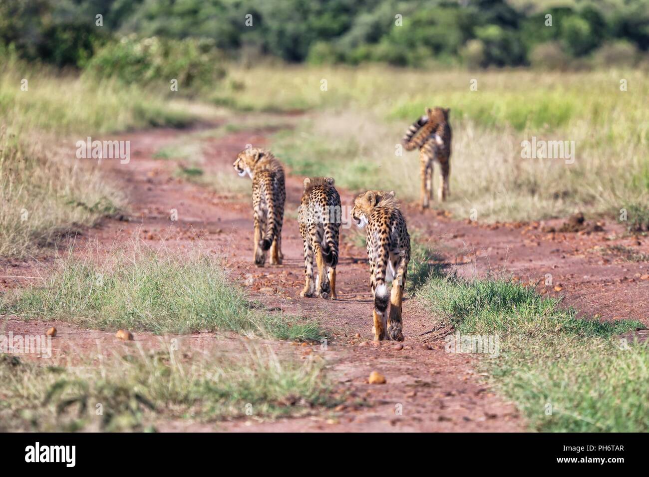 a cheetah family hunting at masai mara national park kenya Stock Photo