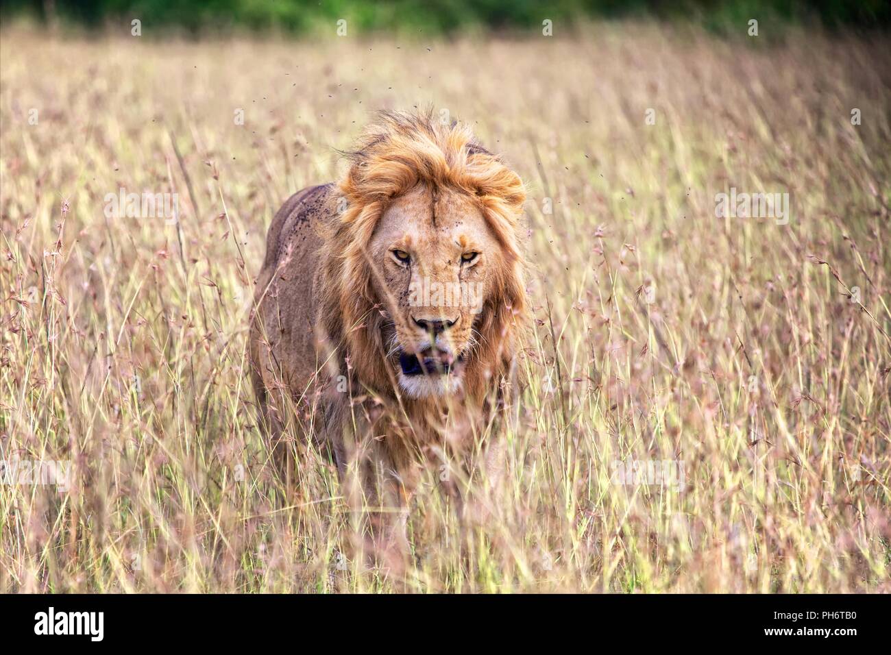 beautiful lion at the masai mara national park kenya Stock Photo - Alamy