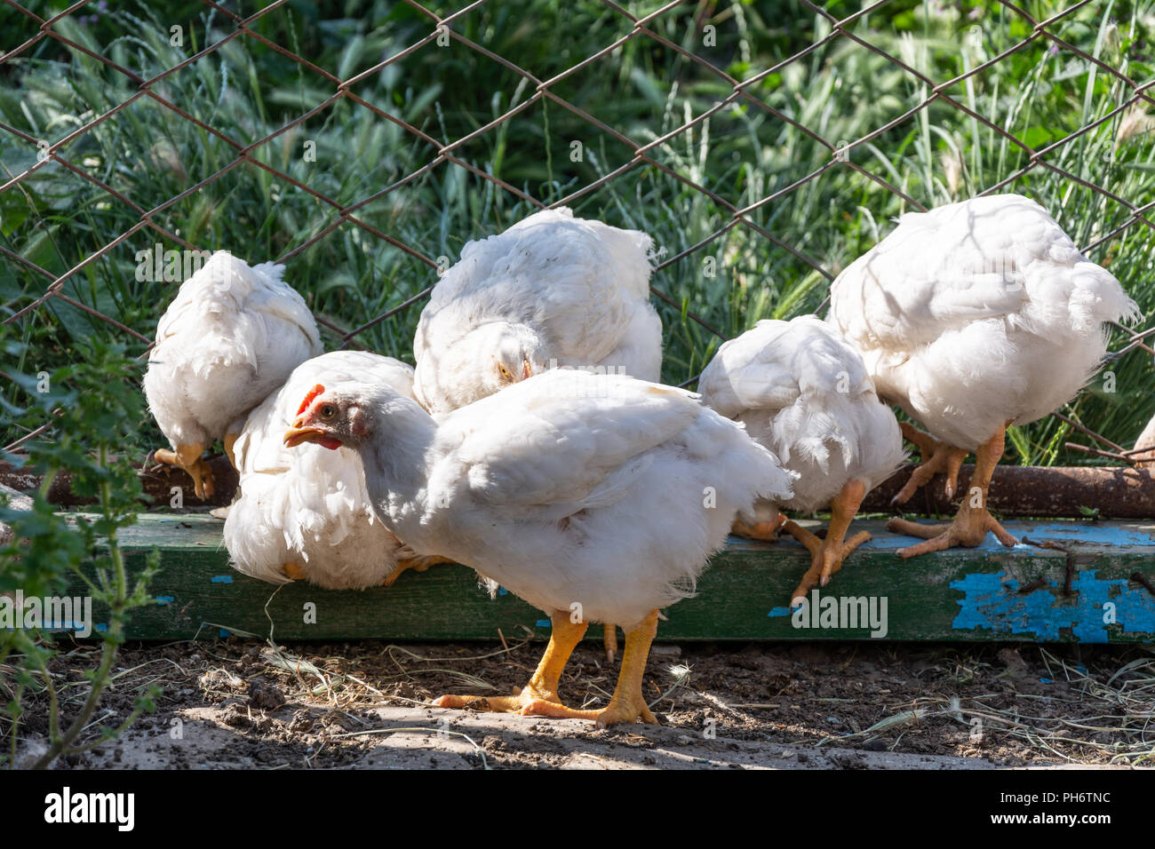 Broiler chickens near the fence. Rural poultry farm Stock Photo Alamy