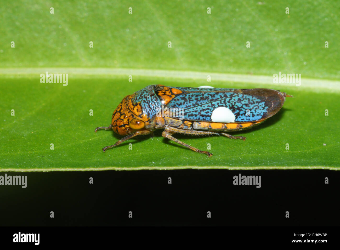Portrait of a sharpshooter leafhopper. Stock Photo