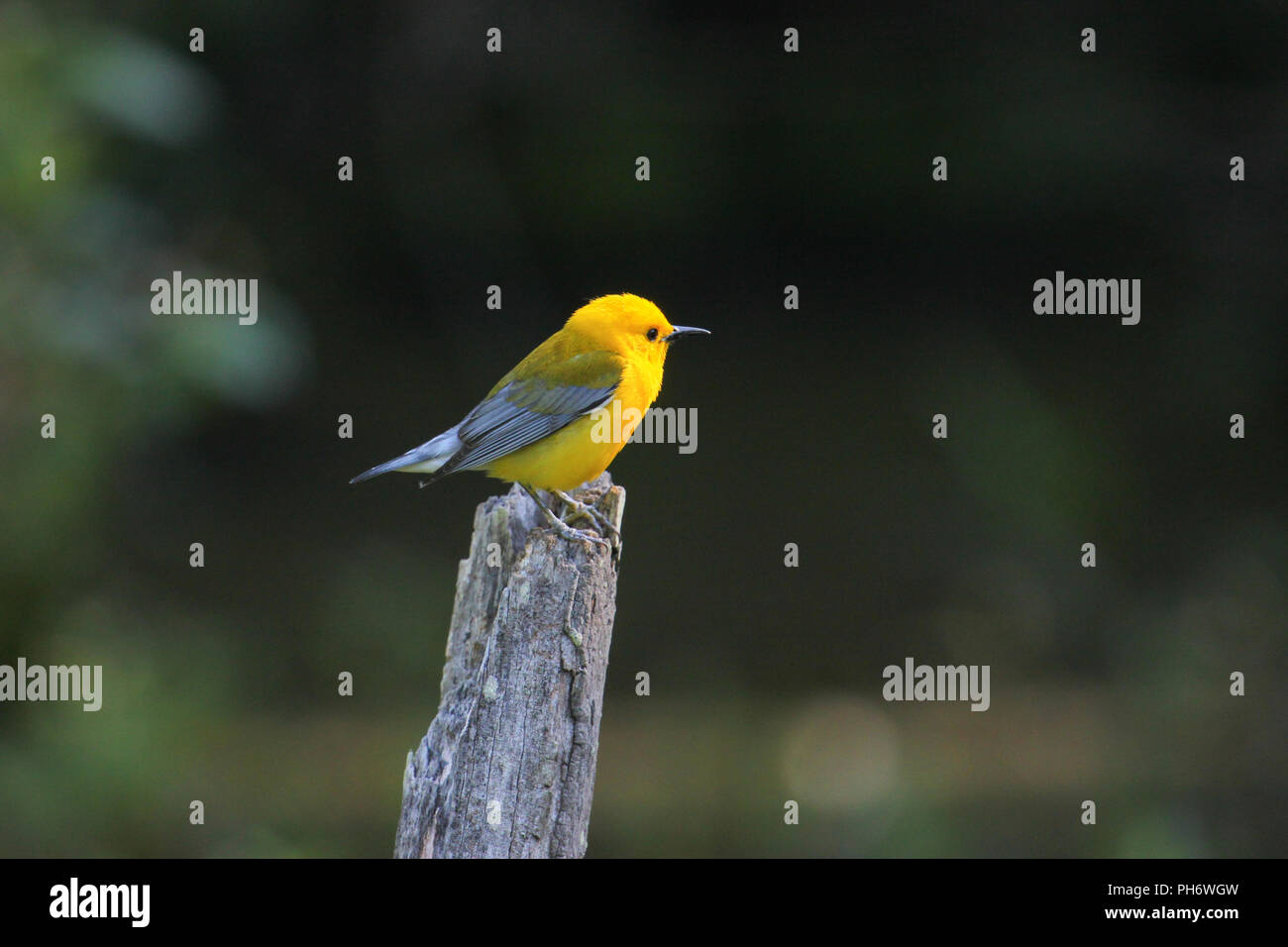 Portrait of a prothonotary warbler. Stock Photo