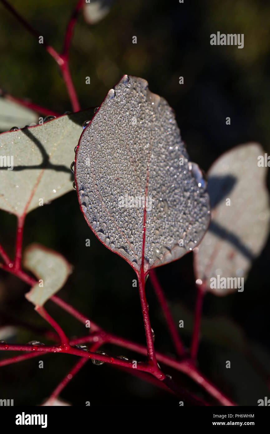 Dew drops on gum leaves Stock Photo