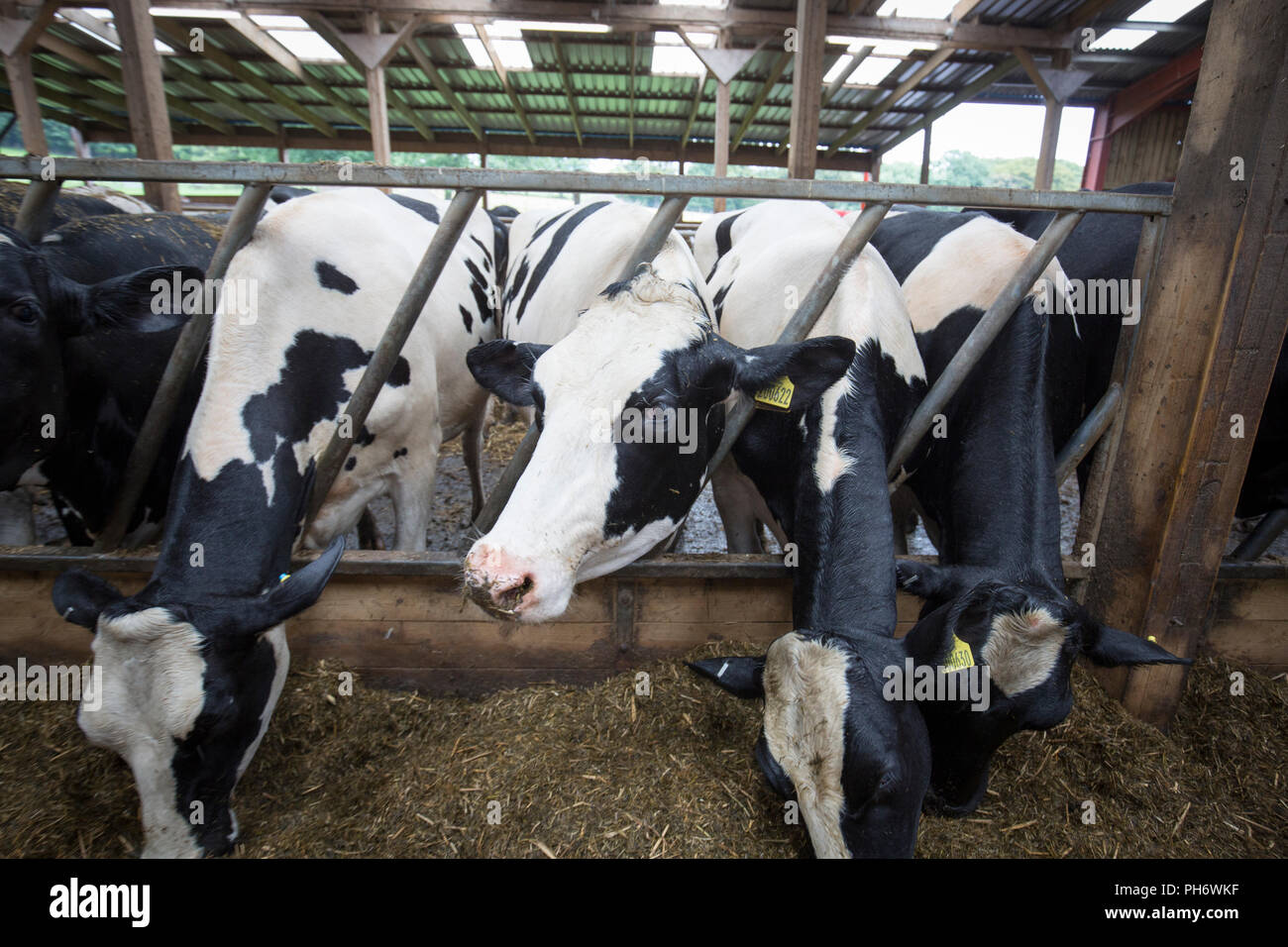 Black cattle cows barn hi-res stock photography and images - Alamy