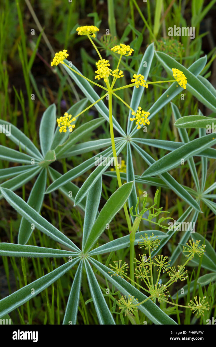 Desert parsley, Blue Mountain Forest State Scenic Corridor, Oregon