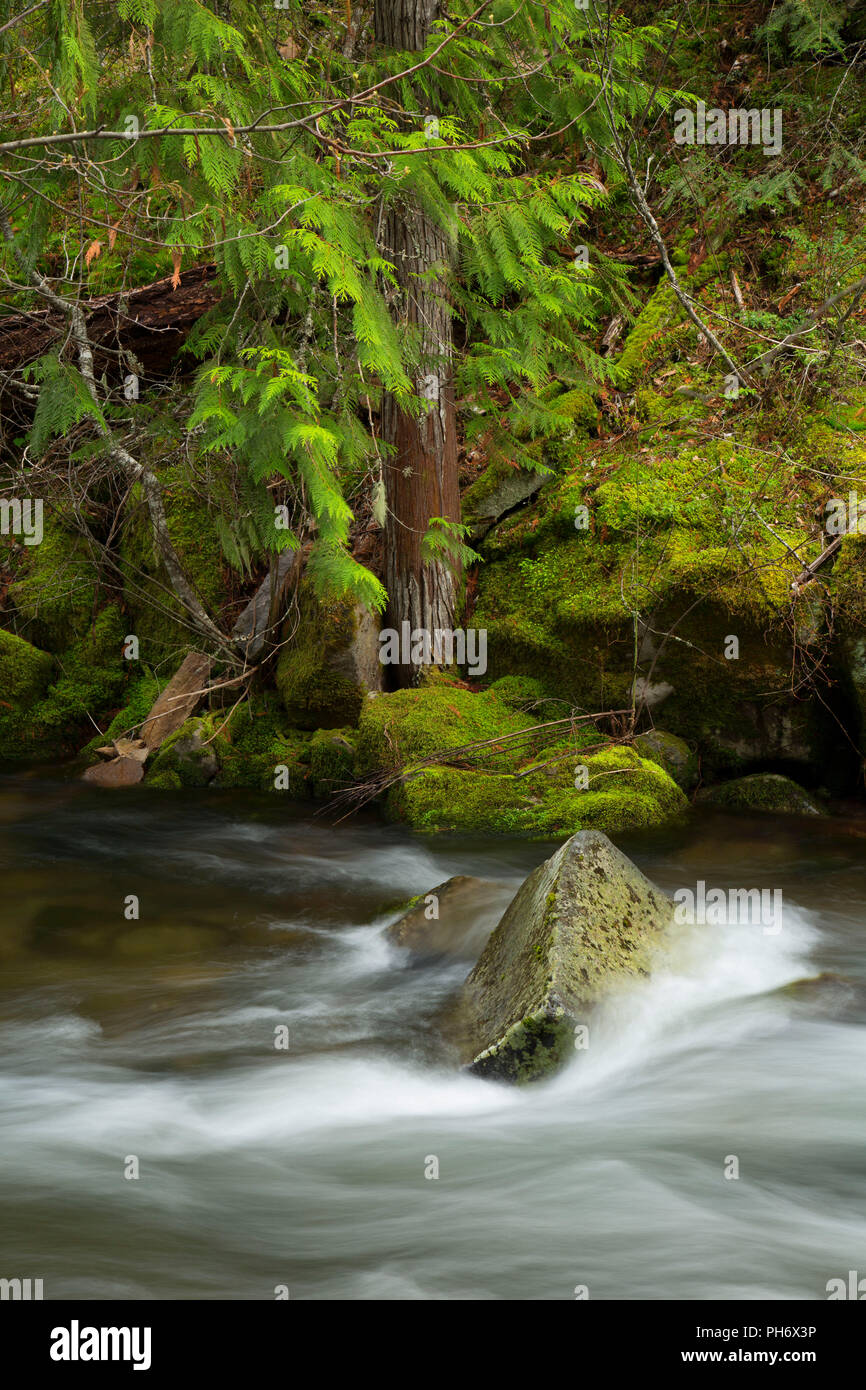Badger Creek, Badger Creek Wilderness, Mt Hood National Forest, Oregon Stock Photo Alamy