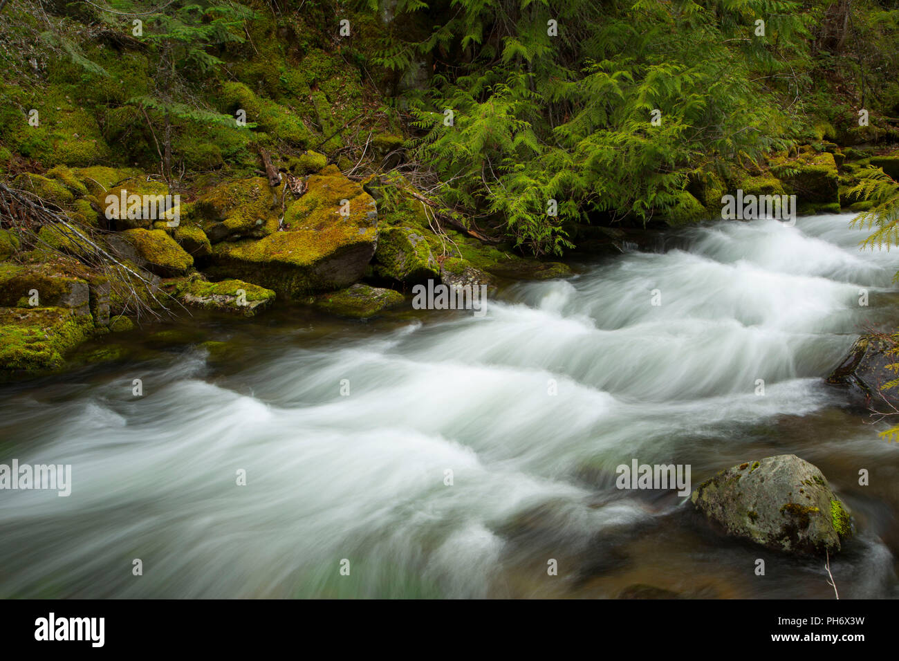 Badger Creek, Badger Creek Wilderness, Mt Hood National Forest, Oregon Stock Photo Alamy