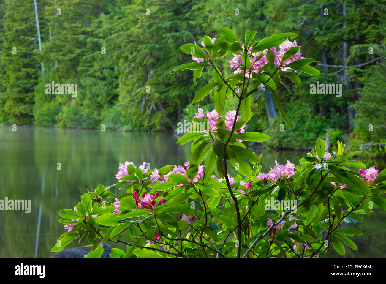 Pacific rhododendron (Rhododendron macrophyllum) at Shellrock Lake, Roaring River Wilderness, Mt Hood National Forest, Oregon Stock Photo