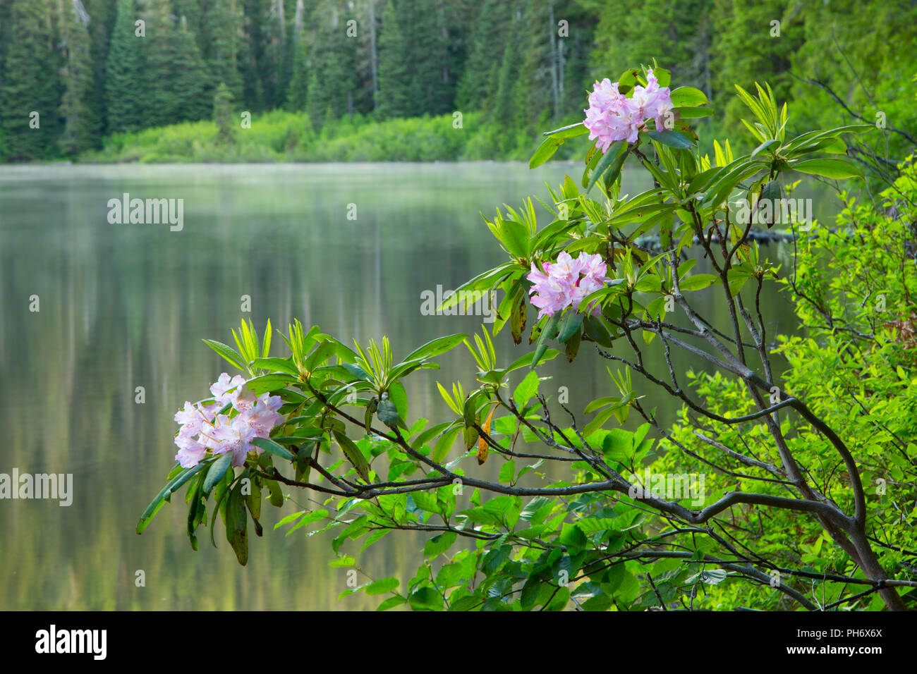 Pacific rhododendron (Rhododendron macrophyllum) at Shellrock Lake, Roaring River Wilderness, Mt Hood National Forest, Oregon Stock Photo