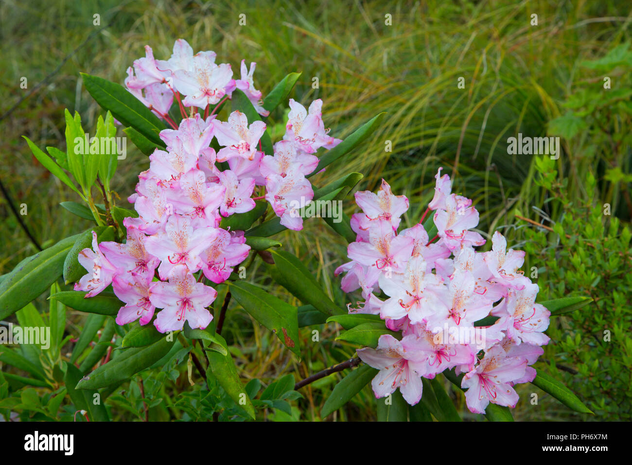 Oregon Native Rhododendron Pacific rhododendron (Rhododendron macrophyllum) in bloom along ...