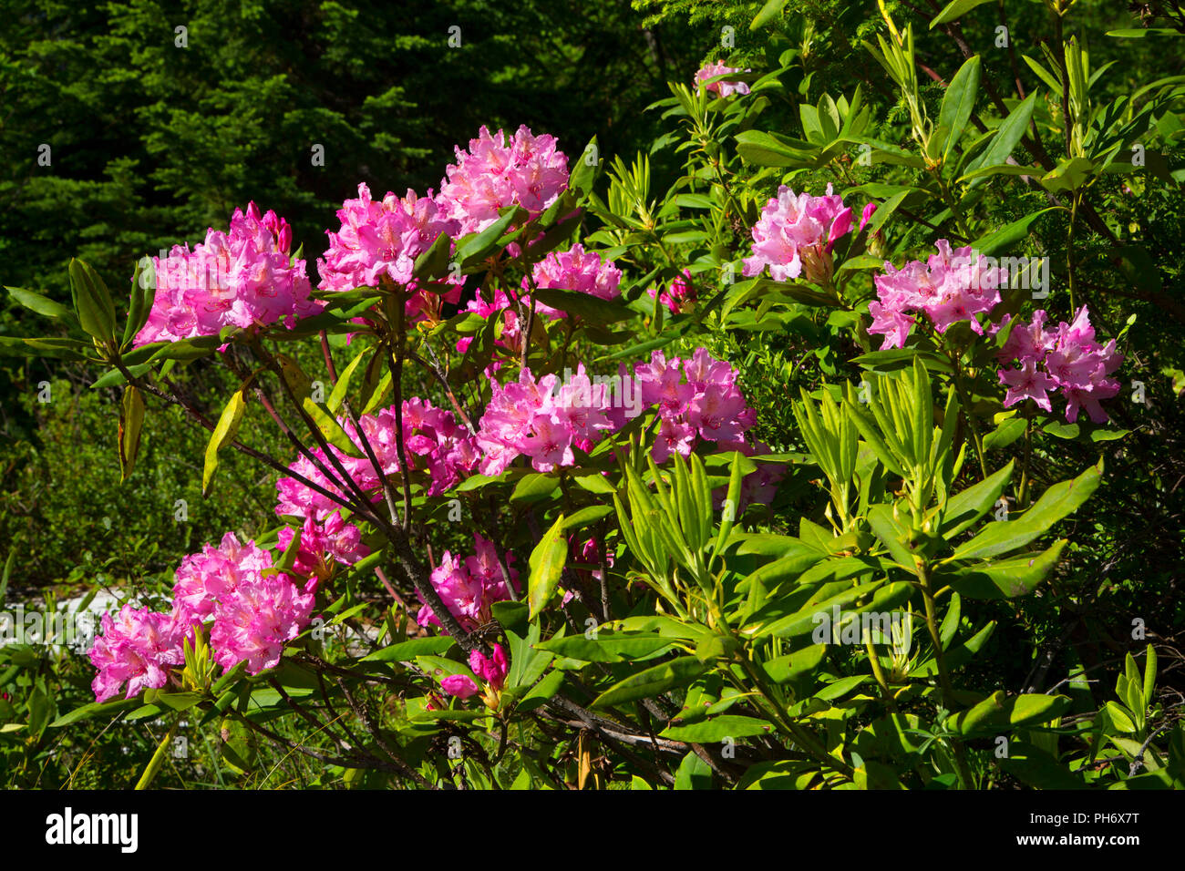 Pacific rhododendron (Rhododendron macrophyllum) in bloom along Shellrock Lake Trail, Mt Hood National Forest, Oregon Stock Photo