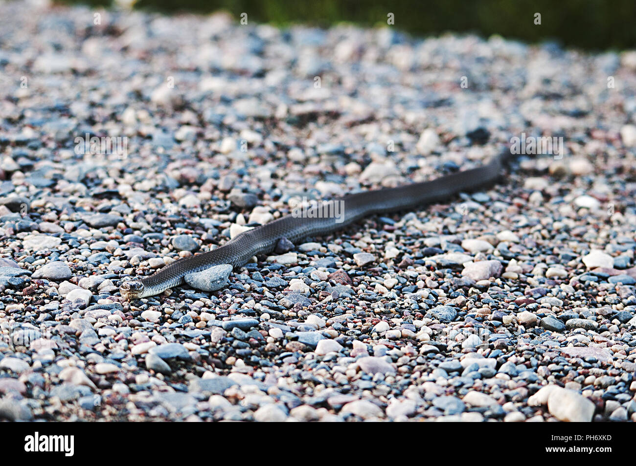 Water snake enjoying its surrounding. Stock Photo
