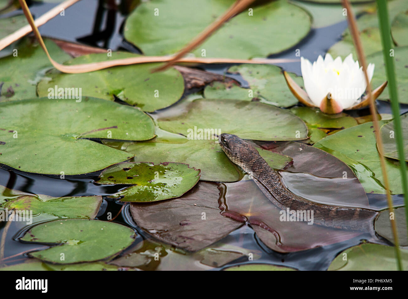 Water snake enjoying its surrounding. Stock Photo