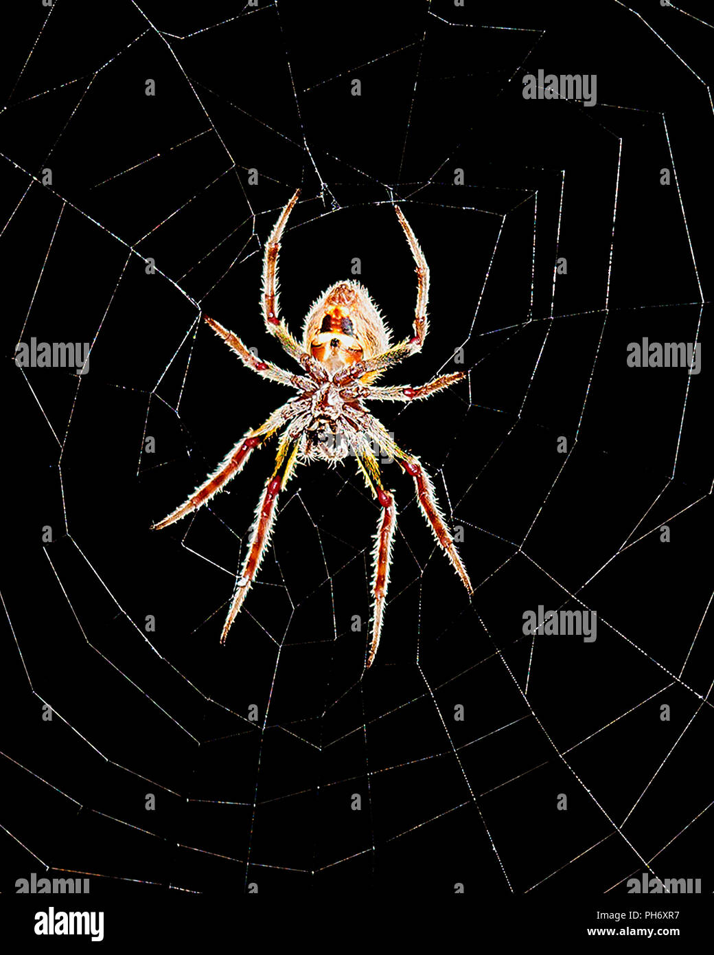 Spider close up on its web. Stock Photo