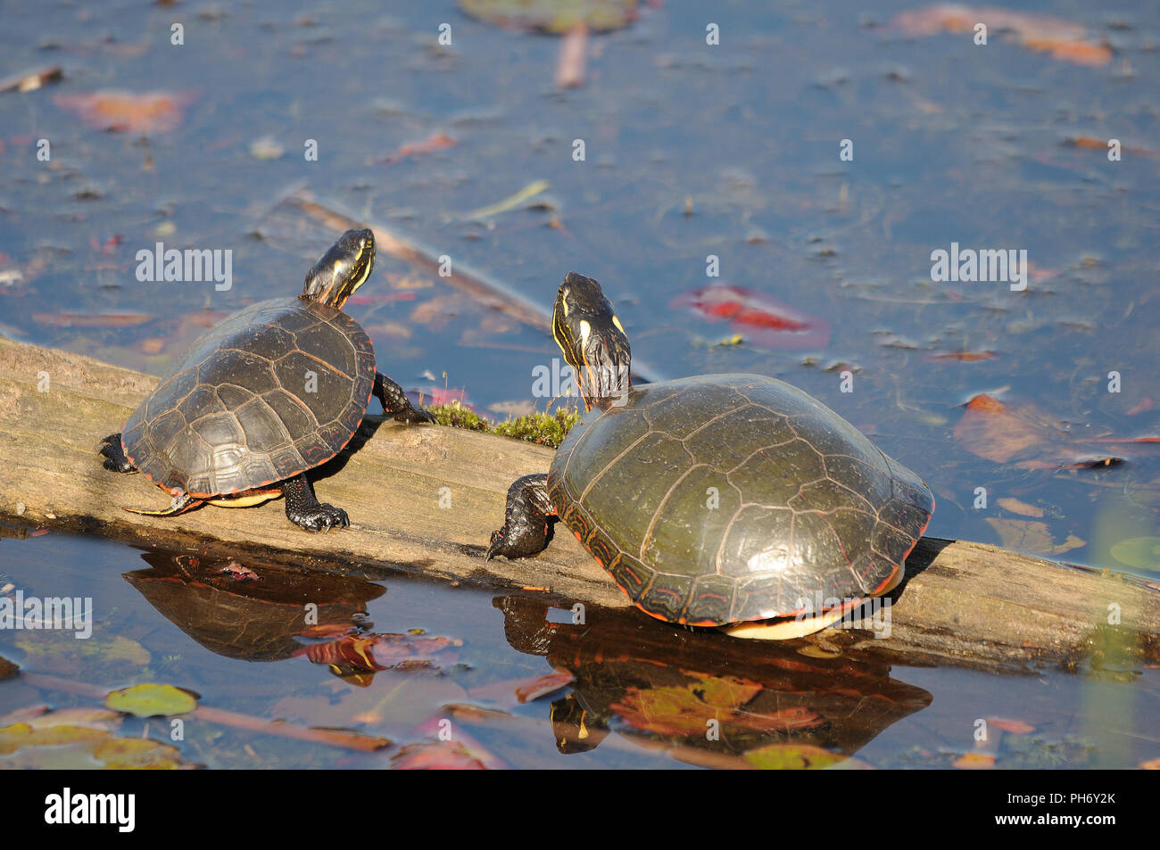 Painted turtle entertainment amphibian photo hires stock photography