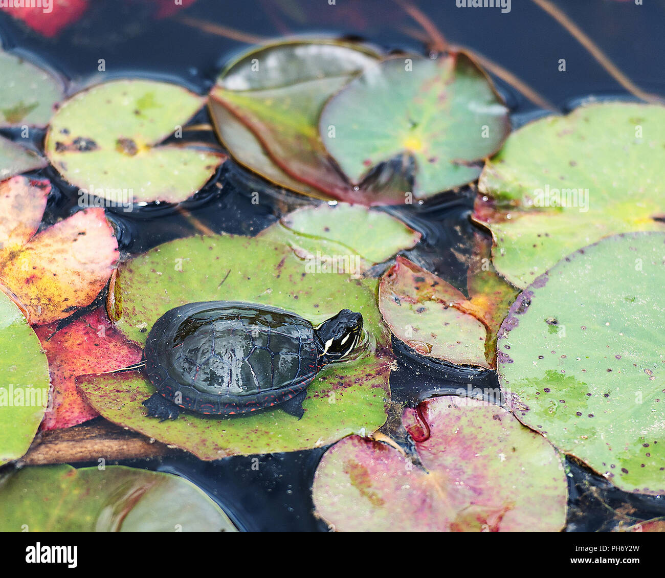 Painted turtle baby on a lily pad enjoying its surrounding. Stock Photo