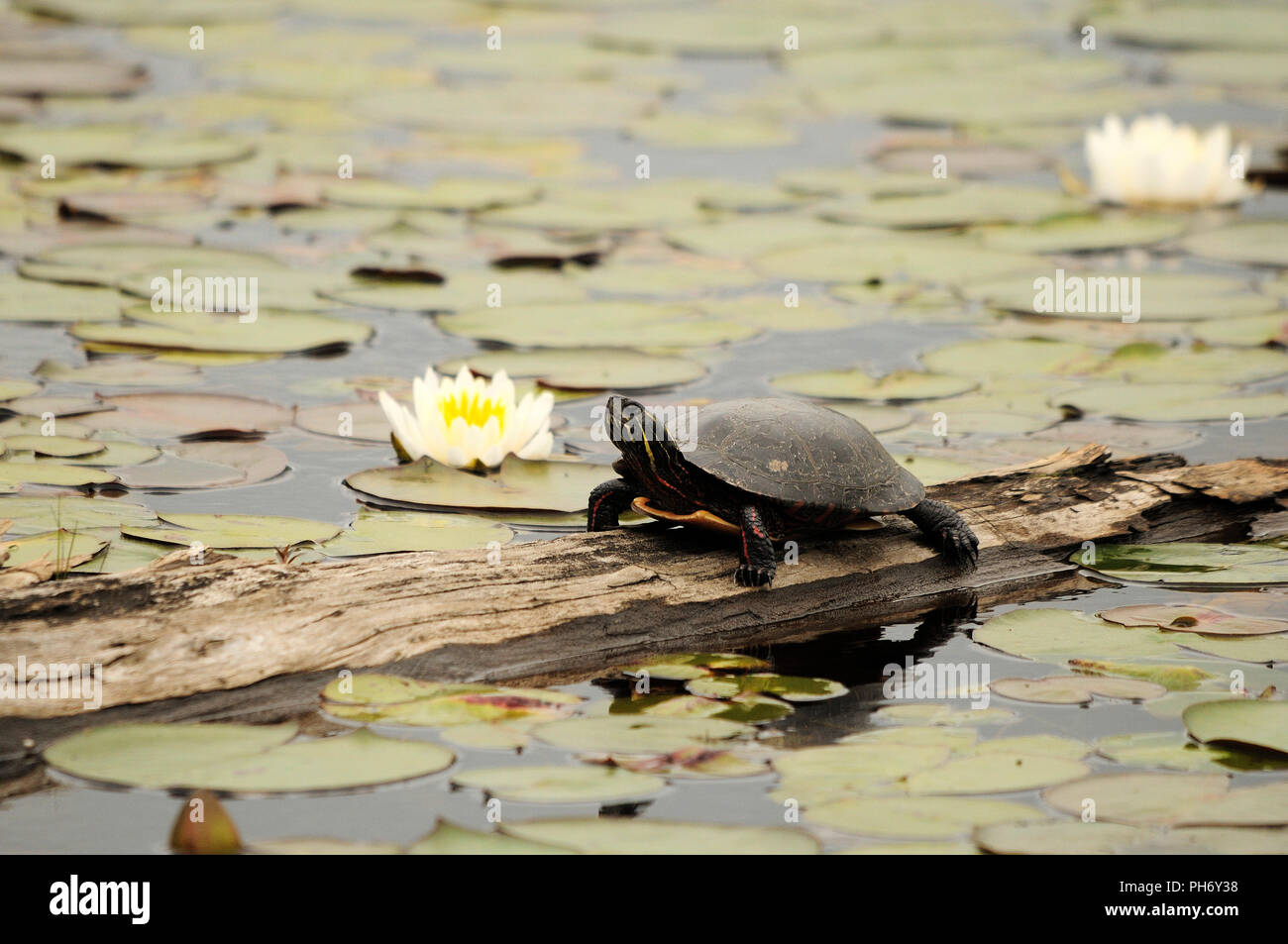 Painted turtle with lily flower pad on a water log enjoying its ...