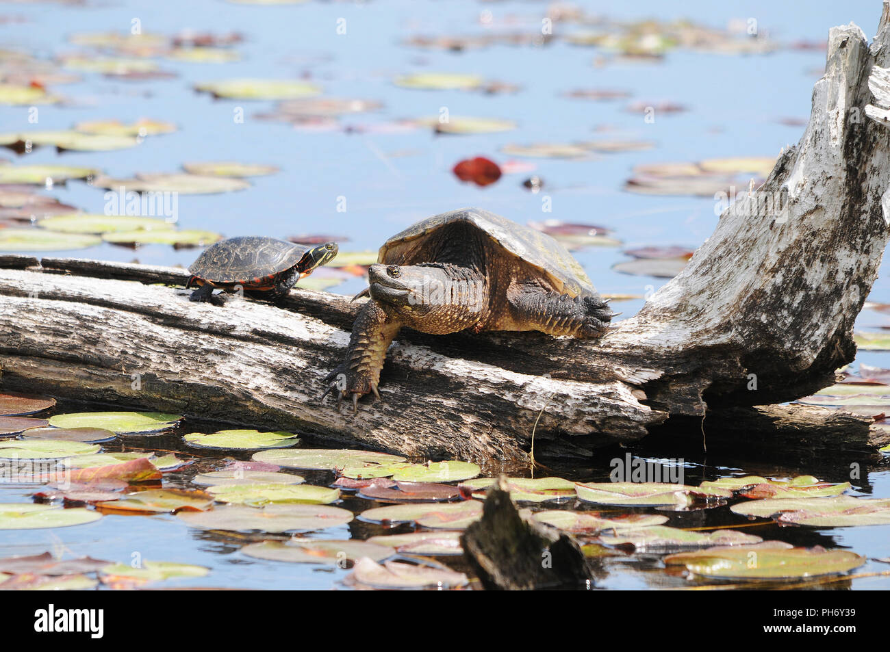 Painted turtle with a snapping turtle on a water log with lily pads foreground and background sharing their environment and surrounding. Peaceful. Stock Photo