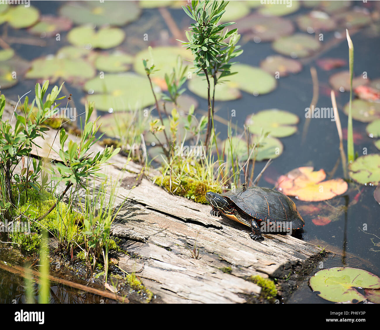 Painted turtle on log hires stock photography and images Alamy