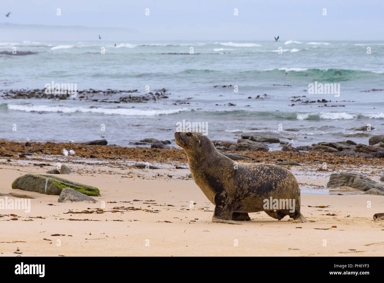 Sea lion on the beach at Catlins coast, South Island, New Zealand Stock Photo