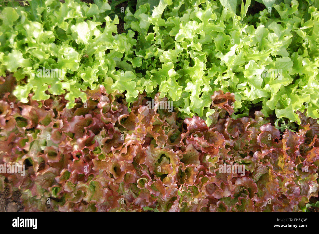 Garden lettuce Stock Photo Alamy